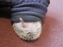 Hedgehog Funny Animals GIF - Find  Share on GIPHY