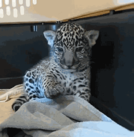 baby leopard dude chill relax