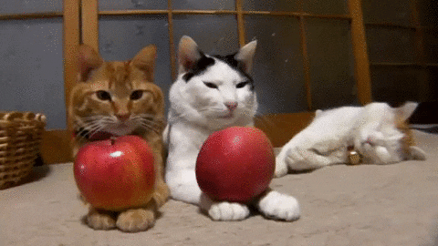 Cats with apples