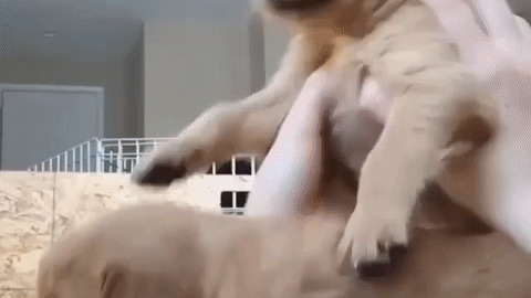 Cute Puppies best Gif