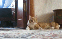 Scared cat gif