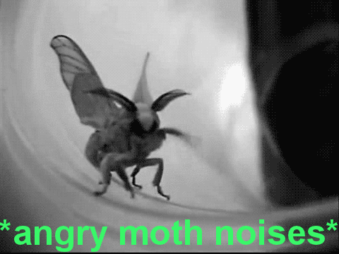 Angry Moth Noises GIF - Find & Share on GIPHY
