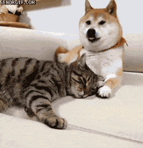 Shiba Inu Cat Gif Find Share On Giphy