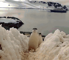 Penguin Bay GIF - Find & Share on GIPHY