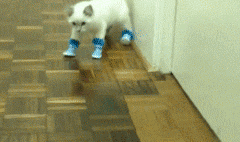 cat in a shoe