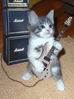 Guitar Cat GIFs - Find & Share on GIPHY
