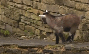 Image result for Goat gif
