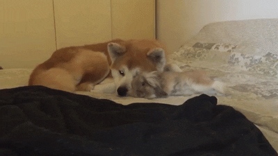Cuddle GIF - Find & Share on GIPHY