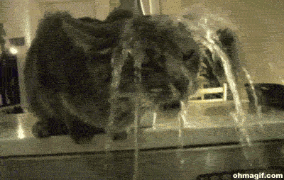 cat taking a shower giphy
