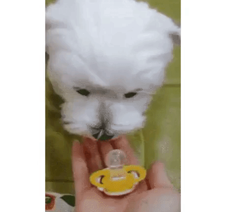This Can Make You Happy in animals gifs