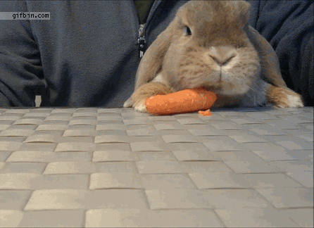 Bunny Nom GIF - Find & Share on GIPHY