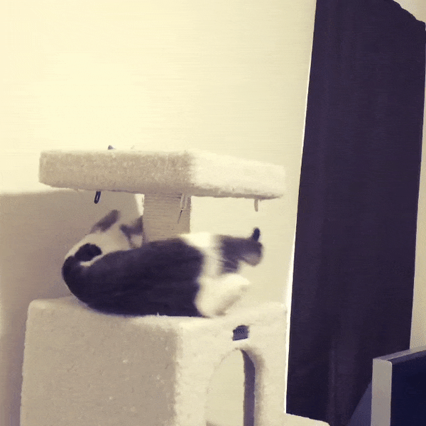 Cat Loop GIF Find & Share on GIPHY