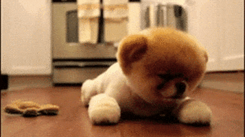 Dog Gifs - Find &Amp; Share On Giphy