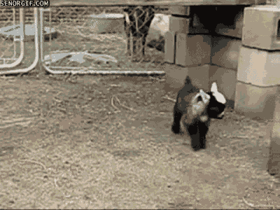 A kid goat being cute, jumping and falling over.
