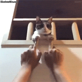 Playing with catto in cat gifs
