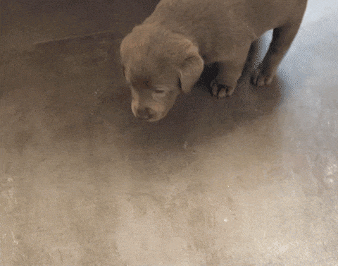 giphy-downsized-large.gif