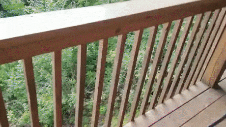 Bears are good climber in funny gifs