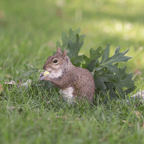 Squirrel GIFs Find & Share on GIPHY