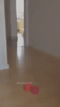 giphy.gif