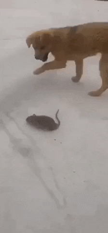 This is not how you catch a rat in funny gifs