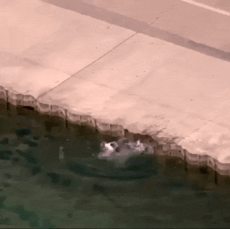 Police officer saves the dog in wow gifs