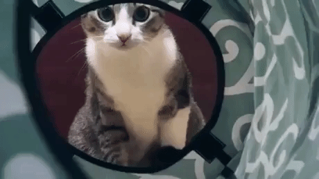 The Cat Reaction in animals gifs