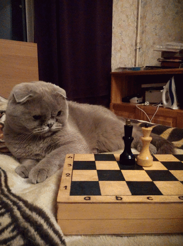This is a photo of the cat playing chess, but not having a burning desire