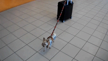 Luggage Carrier GIF - Find & Share on GIPHY