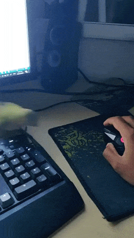 Bird think he is a mouse in funny gifs