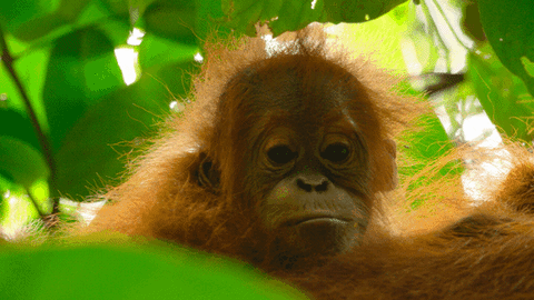 Baby Animal Netflix GIF by Our Planet