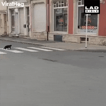 You are messing with wrong one catto in funny gifs