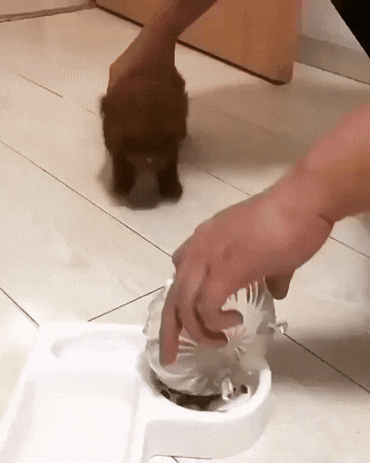 Puppy in hurry in dog gifs