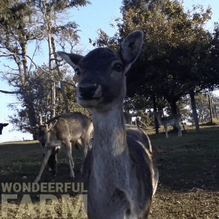 Chewing Funny Deer GIF by Wondeerful farm