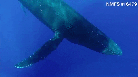 Animated GIF - Find & Share on GIPHY