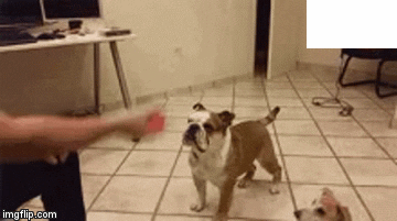 Ninja trick to catch the ball in dog gifs
