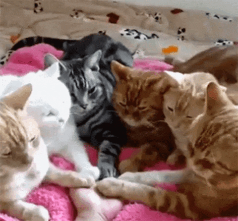 Six Cats Holding Hands with Human Cute