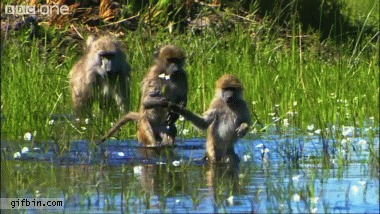 Water Monkeys GIF - Find & Share on GIPHY