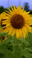 GIF sunflower edit para Instagram