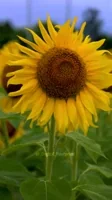 sunflower edit GIF to use in Instagram comments