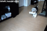 giphy.gif