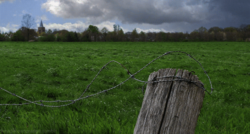 Pasture