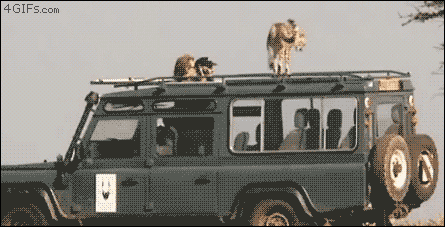 Safari jeep GIFs - Get the best GIF on GIPHY