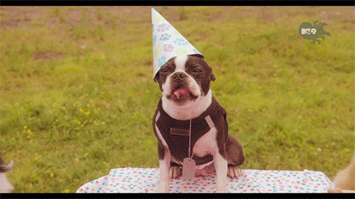 Dog Birthday GIFs Get the best GIF on GIPHY