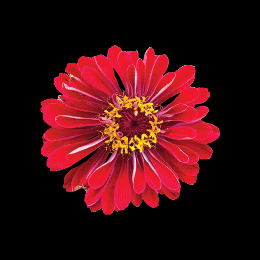 floral banner