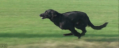 Dog Running GIF - Find & Share on GIPHY