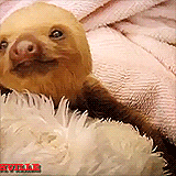 Sleepy Sloth GIF - Find & Share on GIPHY