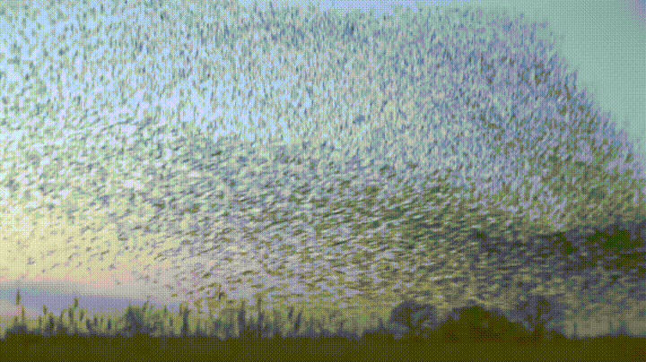 Murmuration Starlings GIF