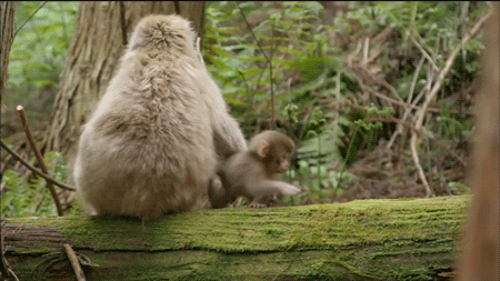 mom monkey parenting parent stay here