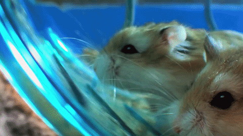 race hamster narcolepsy