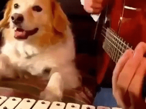 Perro tocando música